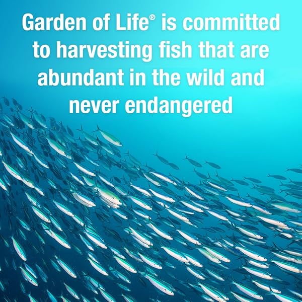 GARDEN OF LIFE ULTRA PURE EPA/DHA OMEGA 3 FISH OIL – OCEANS 3 BETTER BRAIN SUPPLEMENT WITH ANTIOXIDANTS, 90 SOFTGELS