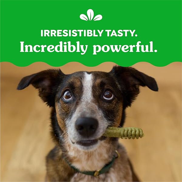 GREENIES VETERINARIAN-RECOMMENDED NATURAL DENTAL DOG TREATS, DENTAL CHEWS FOR DOGS, REGULAR SIZE, BLUEBERRY FLAVOR, 12 OZ. PACK, 12 COUNT