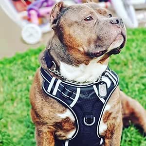 pitbull harness amazon