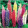 Russell Lupine Seeds Perennial - 250 Mixed Flower Seeds for Planting - Grows 40" Tall - Perennial Wildflowers for Winter & Fall Planting - Grown in The USA