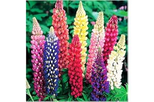 MARDE ROSS & COMPANY Russell Lupine Seeds Perennial - Grows 40" Tall - Perennial Wildflowers for Winter & Fall Planting - Grown in The USA - 100 Mixed Russell Lupine Seeds for Planting