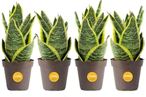 Costa Farms Snake Plant (4-Pack), Spring Decor, Giftable Plant Item, Live Indoor and Outdoor Sansevieria Plants, Easy Care Live Succulent Houseplants Potted in Nursery Pots, 8-Inches Tall