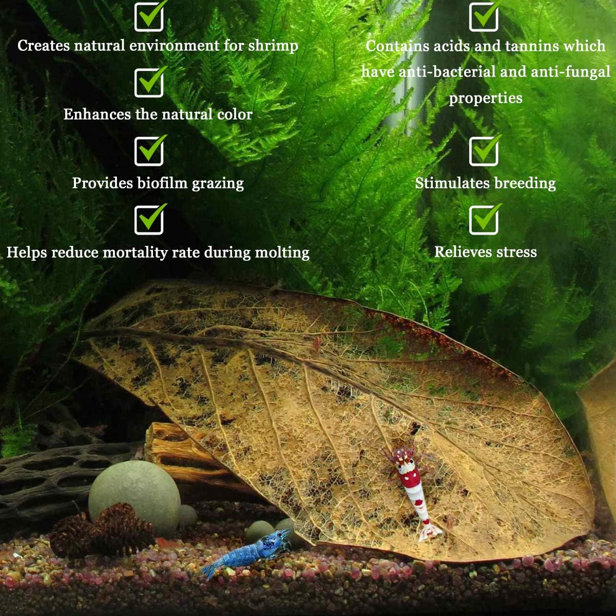 SunGrow Medium Shrimp Indian Almond Catappa Leaves, Provide Shelter and Food in Fish Aquarium Tank, Additional Source - Image 4