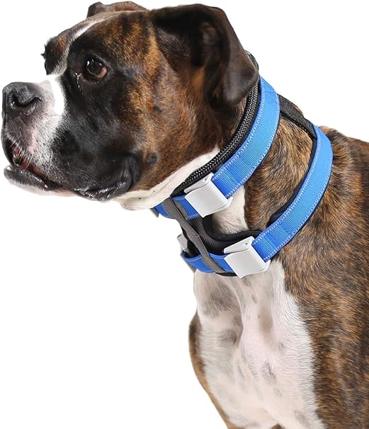 Cesar millan shock collar Clearance