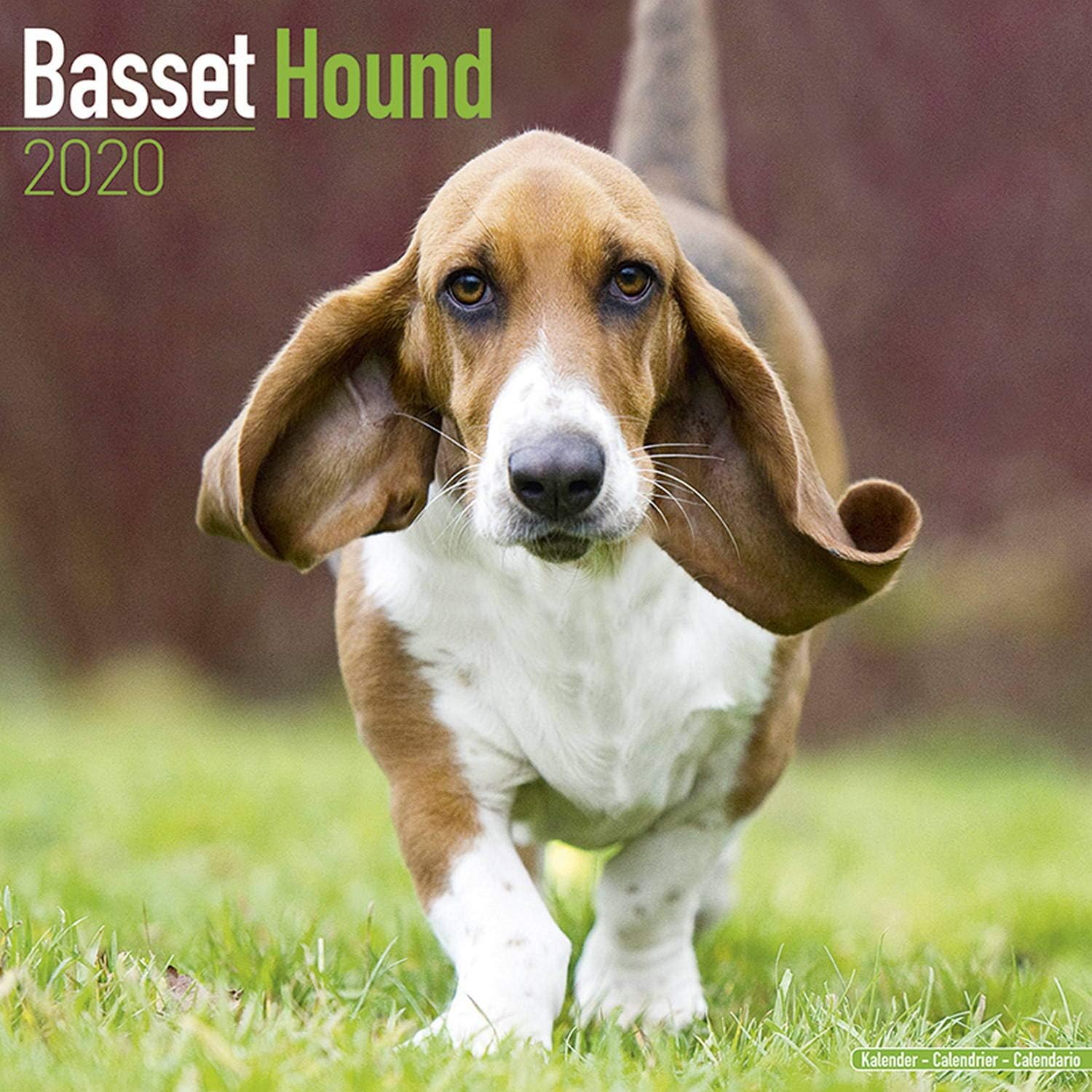 Amazon Com Basset Hound Calendar 2020 Dog Breed Calendar