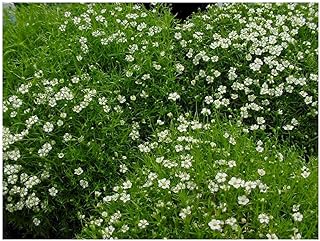 10 x Sagina subulata (Bodendecker/Stauden) Sternmoos ab 1,19 € pro Stück