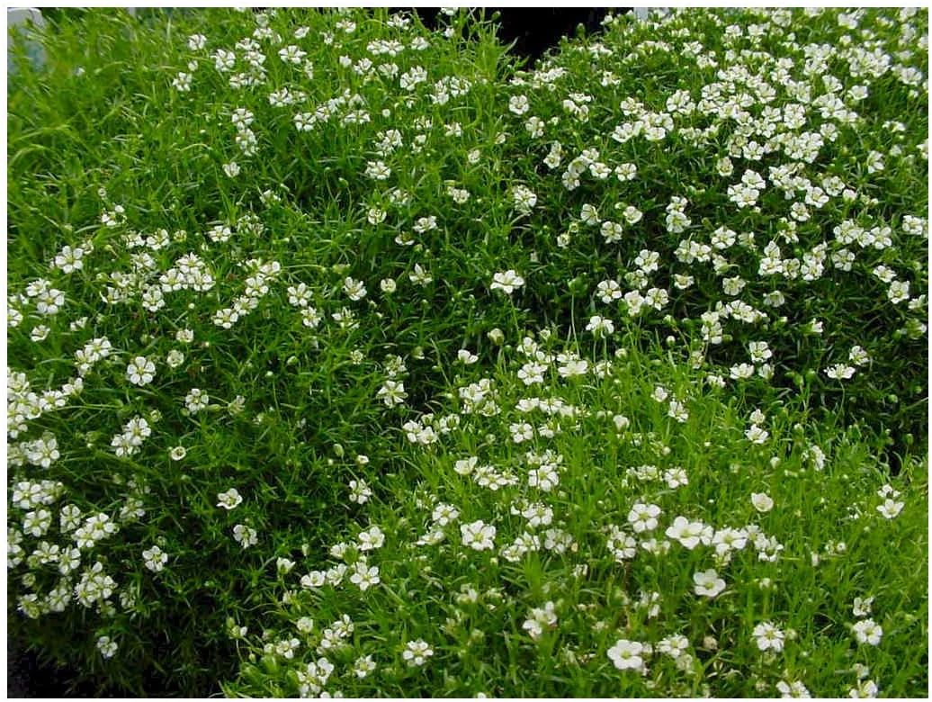 10 x Sagina subulata (Bodendecker/Stauden) Sternmoos ab 1,19 € pro Stück