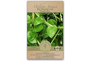 Gaea's Blessing Seeds - Malabar Spinach Seeds - Non-GMO Seeds with Easy to Follow Planting Instructions - Heirloom Big Round Leaf Malabar - 93% Germination Rate