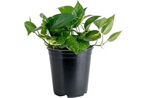 Costa Farms Golden Pothos Live Plant, Easy Care Indoor House Plant in Grower's Pot, Potting Soil, Great for Outdoor Hanging Planter or Basket, Housewarming Gift, Desk Decor, Room Decor, 10-Inches Tall