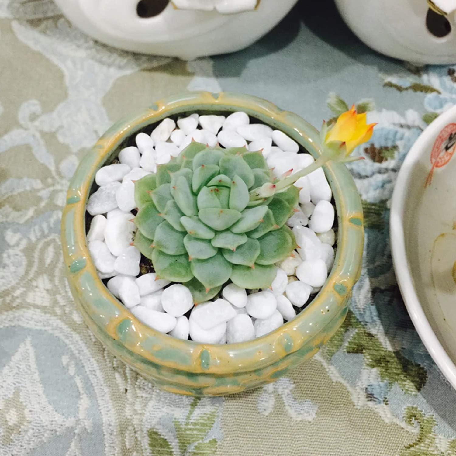 Succulent and Cactus Bonsai DIY Rocks, White Onyx, for Terrarium, Fairy Gardening, Top Dressing, 1.5lb … : Garden & Outdoor