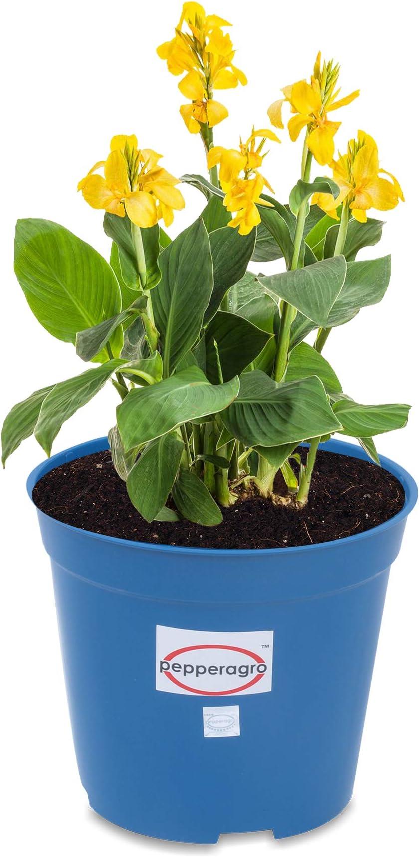 Pepper Agro Gardening Planter Blue Flower Pots 6inch Set of 12