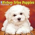 Willow Creek Press Bichon Frise Puppies Monthly 2025 Wall Calendar (12" x 12")