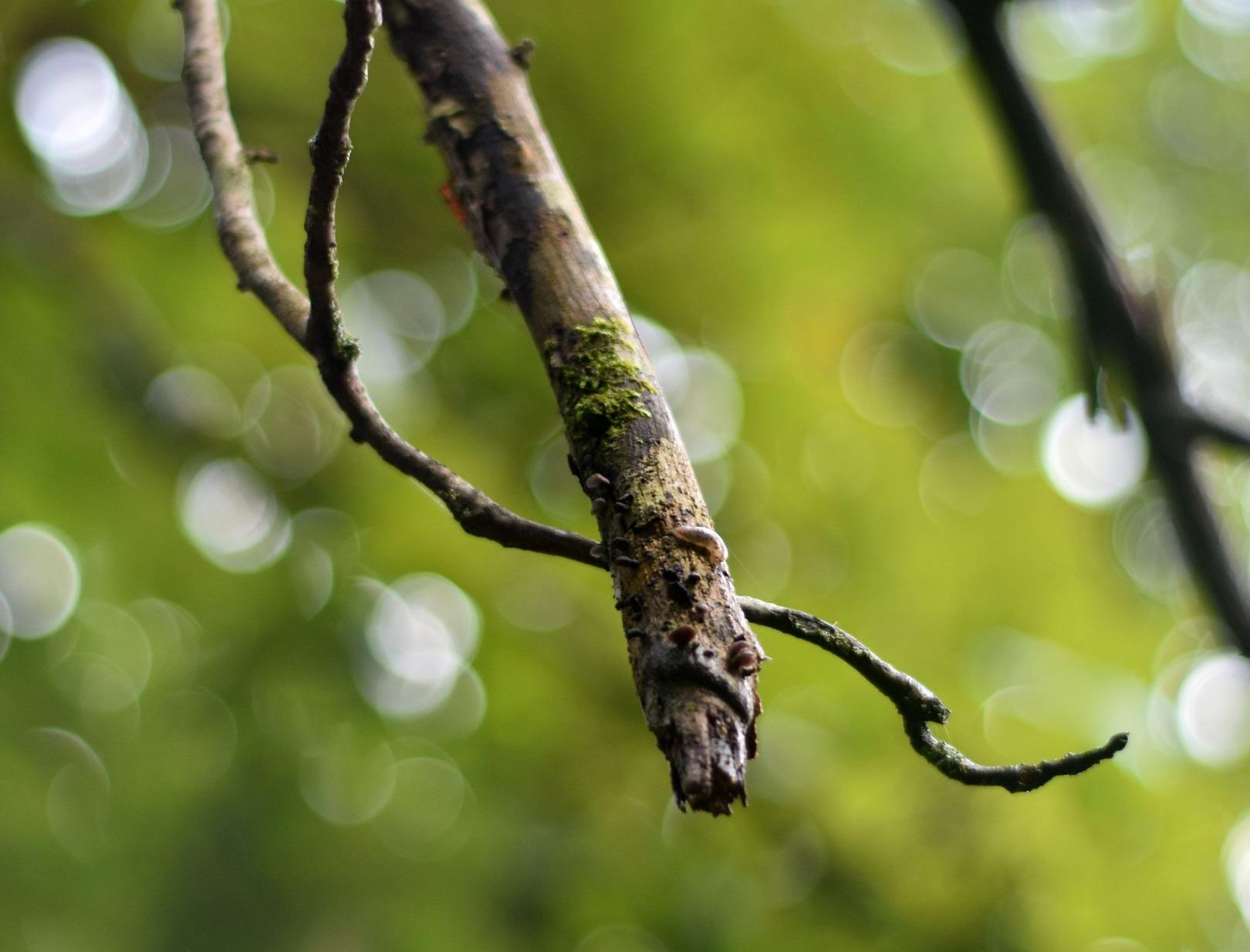 Best "Budget" Prime Lens You'll Find - Absolute Steal for the Price