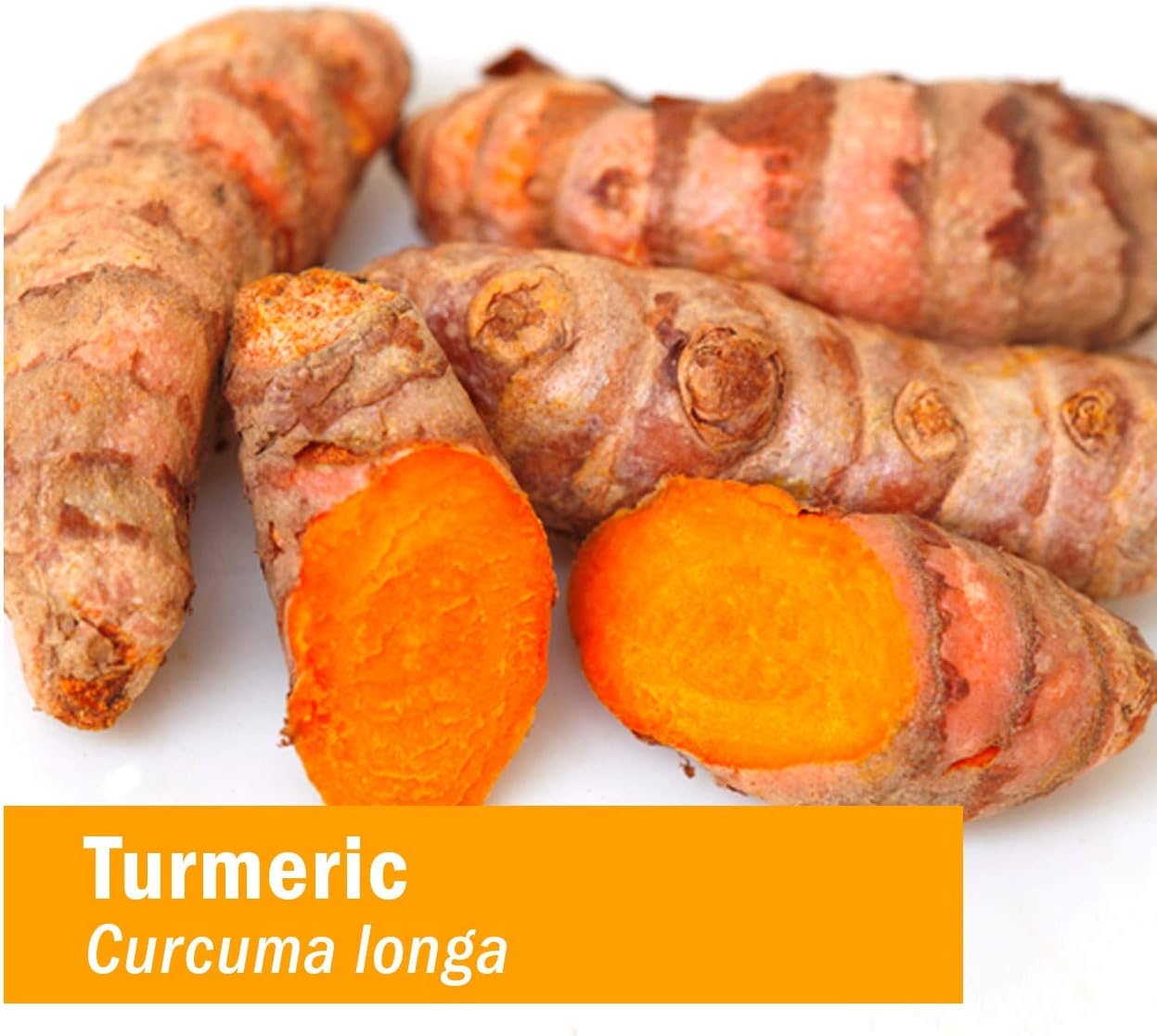 Herb Pharm Certified Organic Turmeric Root Liquid Extract for Musculoskeletal System Support - 1 Ounce: Health & Personal Care