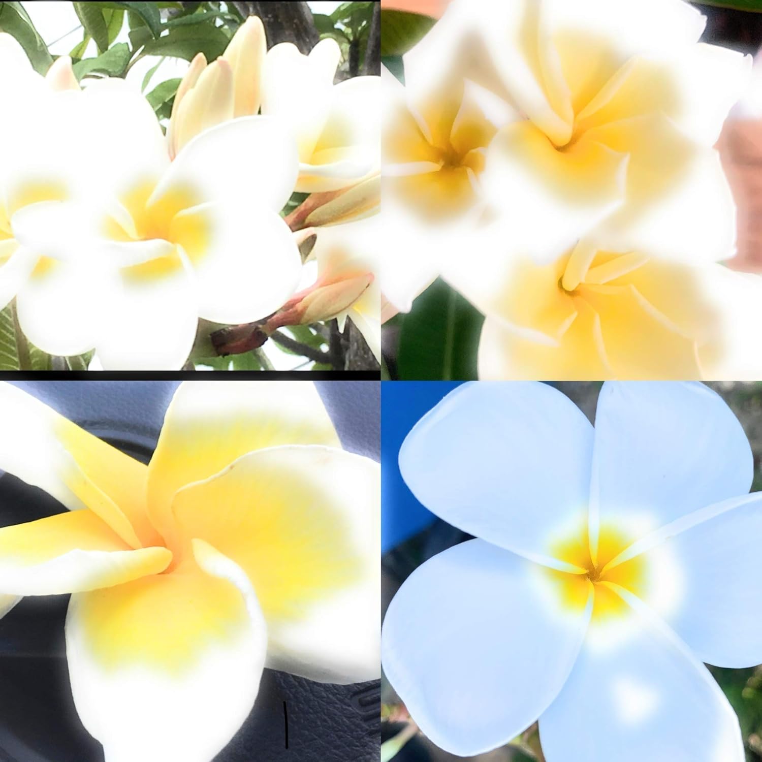 Amazon プルメリア White系種子12粒 良質の種 下処理済みの膨らんだ種子のお届けです 花 観葉植物 フラワーギフト オンライン通販