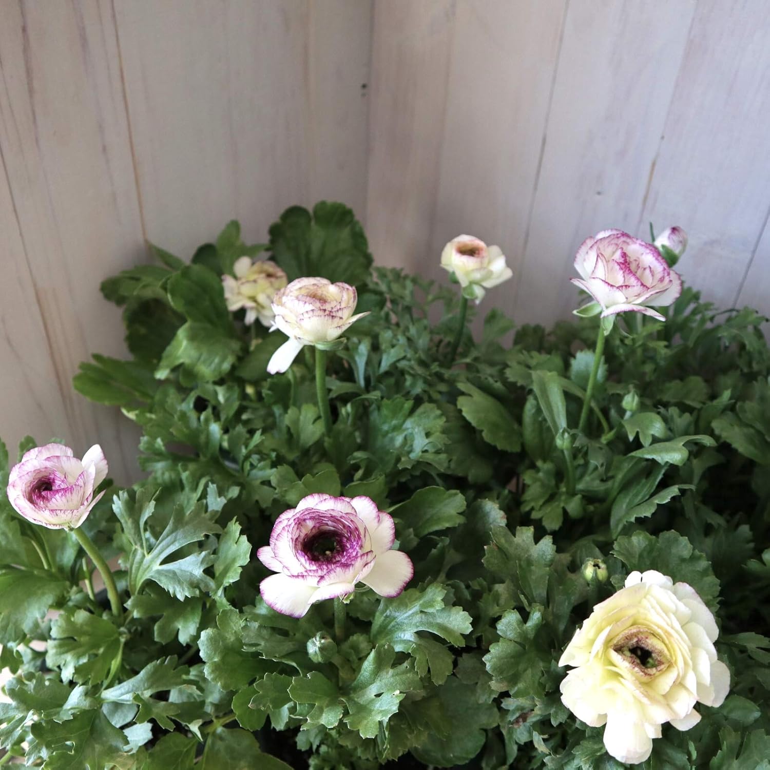 Amazon Co Jp ラナンキュラス バイカラー ４号鉢 球根 多年草 鉢植え ガーデニング にこちゃん園芸 ホーム キッチン