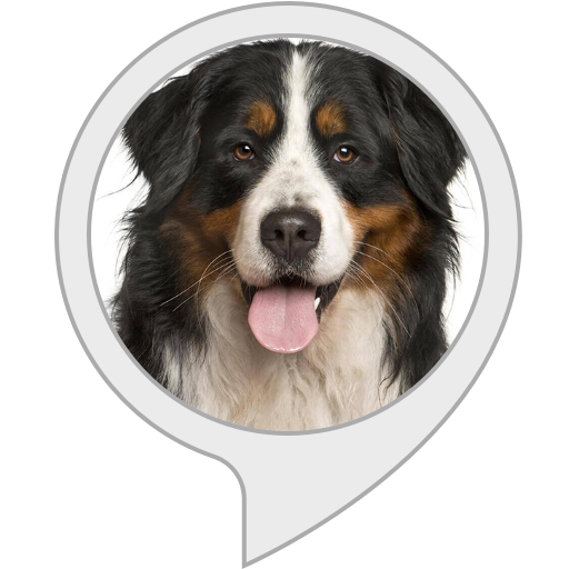 amazon echo dog