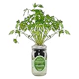 Environet Hydroponic Herb Growing