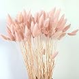 GHY Decor 110-120 Stems Bunny Tail Grass Dried Pink Flower Rabbit Tail Grass Home Decor