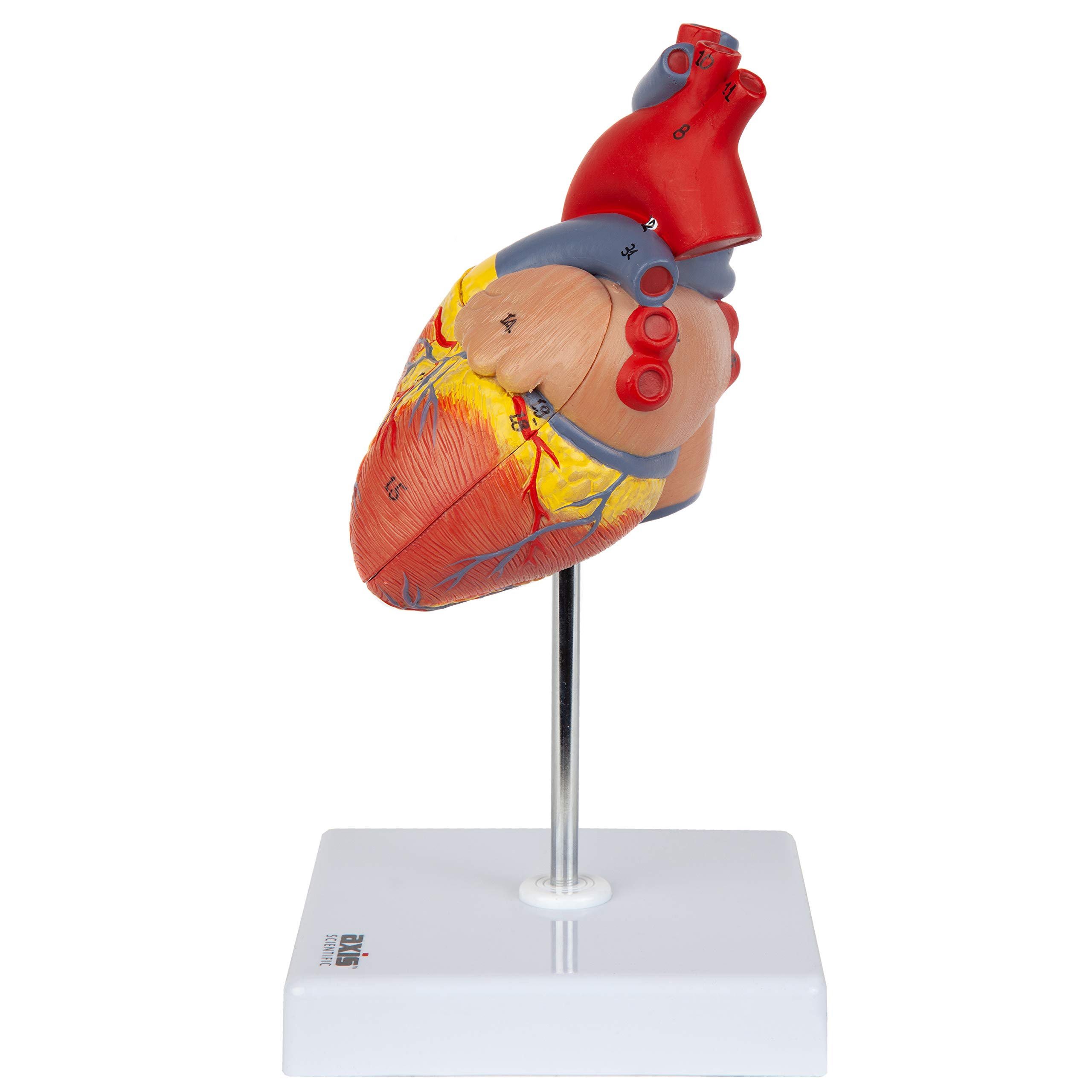 Axis Scientific Life-Size Human Heart Model, 2-Part Magnetic Design, 34 Labeled Structures, Mounted Base, Anatomy Study Manual
