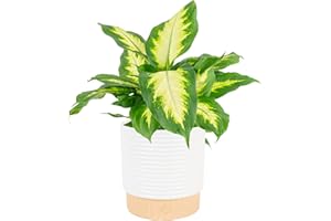 Costa Farms Dieffenbachia Live Plant Indoor, Easy Grow Light and Watering Houseplant, Potted in Indoors Garden Decor Plant Pot, Soil, Grower's Choice, Home and Office Plants Decor, 1 Foot Tall