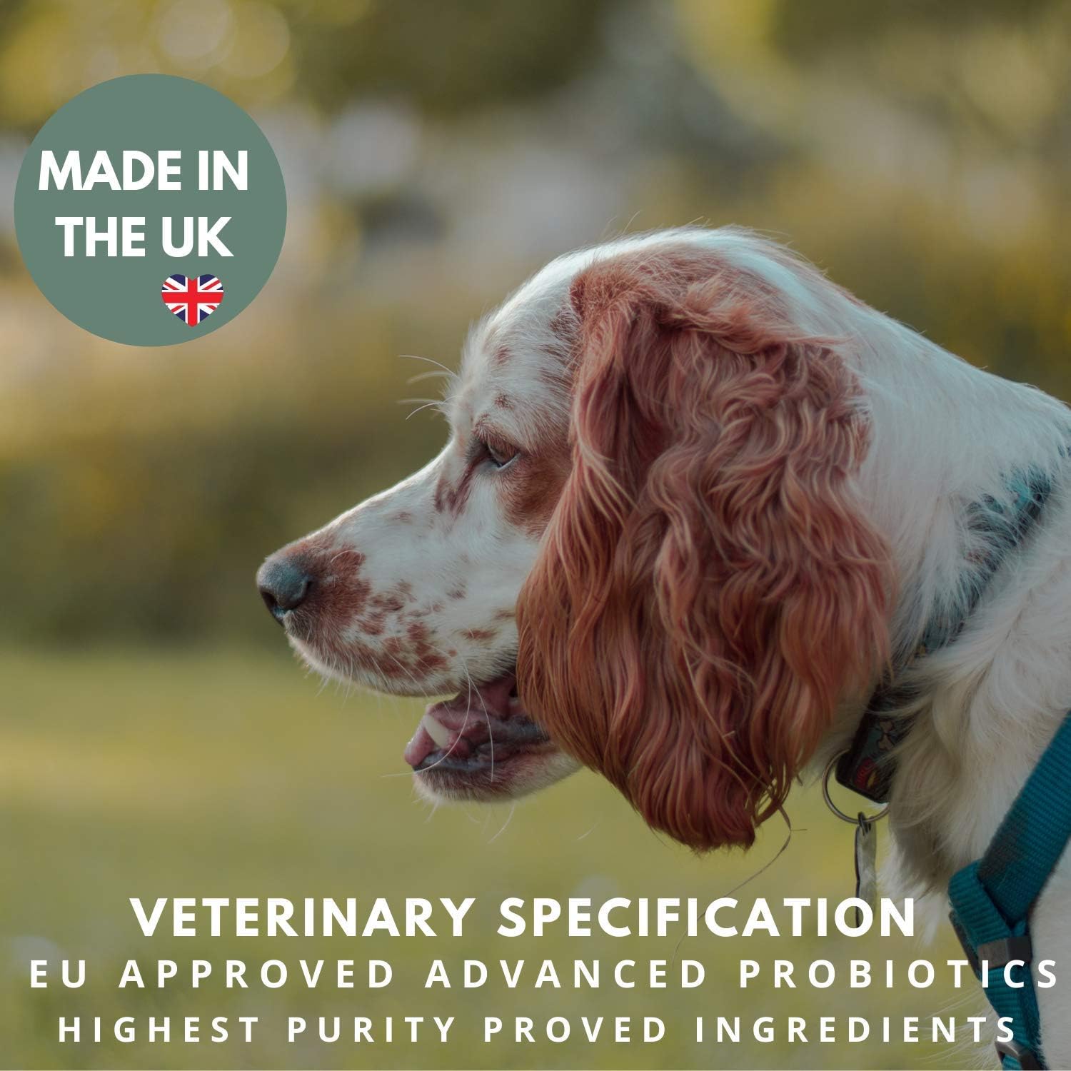 buddy and lola happy tummy