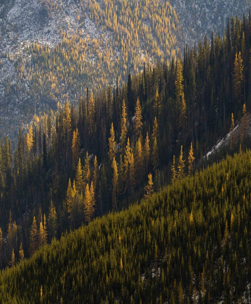 Subently Poster Wall Art Print Family Party Decoration Coniferous Trees Western Larch Tamarack Hillside Eastern Washington Artwork Decor Living Room Bedroom Study Room Great Gift 18x24 Inch