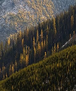 Subently Poster Wall Art Print Family Party Decoration Coniferous Trees Western Larch Tamarack Hillside Eastern Washington Artwork Decor Living Room Bedroom Study Room Great Gift 18x24 Inch