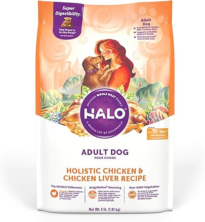 chihuahua that looks like a fox