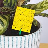 Blooven Double-Sided Yellow Fruit Fly Traps 60 pcs Indoor Pest Catchers view 2