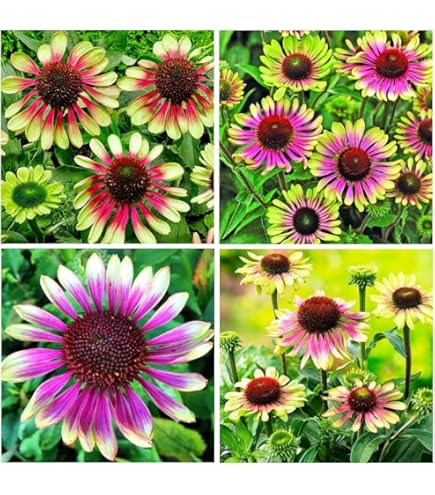 Amazon.com : Generic 50 Green Envy Coneflower Seeds Echinacea Perennial  Flowers Flower Seed : Patio, Lawn & Garden