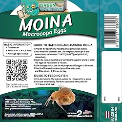 GreenWaterFarm Moina Macrocopa Eggs