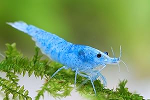SF Aquatic™ 20 Blue Velvet Shrimps High Grade Neocaridina Live Freshwater Aquarium Shrimps. Fully Mature Breeding Age. Live Arrival Guarantee.