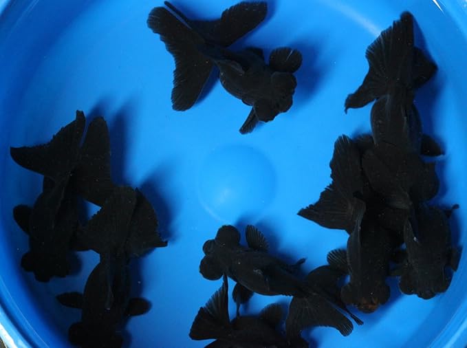 black butterfly goldfish