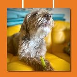 Pawtato Spinach & Kale Vegan Dog Sticks 12 x 120g view 6