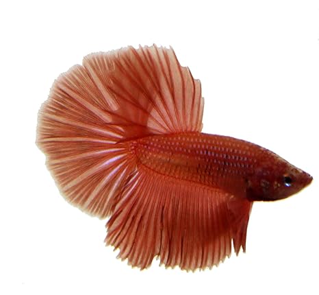 Resultado de imagen para betta halfmoon