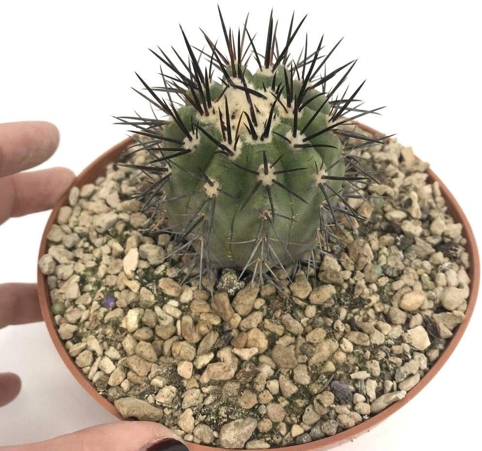 FERRY Organic Seeds only Not Plants: Copiapoa Maritima15cm 418 06