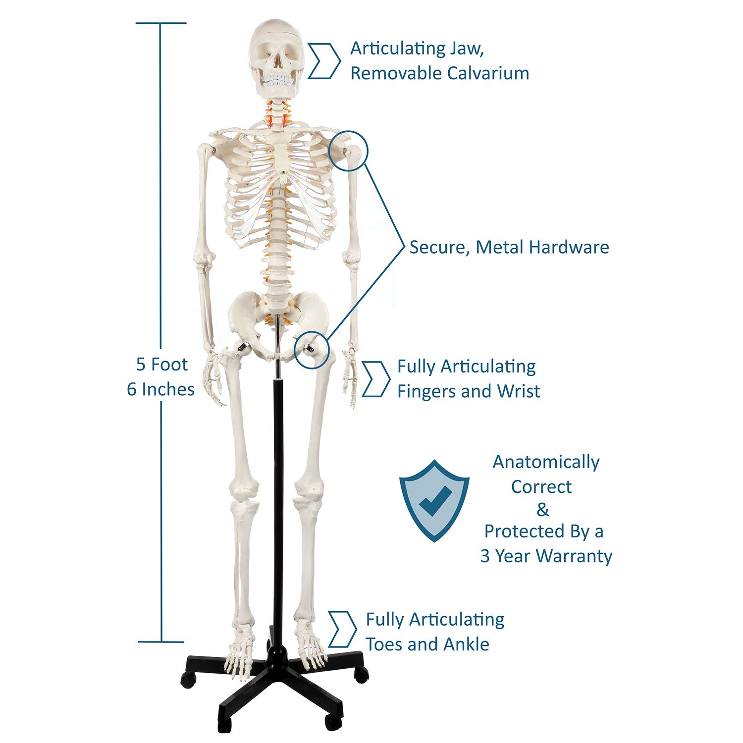 Axis Scientific Human Skeleton Model Anatomy Bundle, 5' 6" Life Size