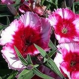Dianthus Super Parfait Series Flower Seeds