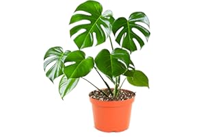 Shop Succulents Monstera Deliciosa Swiss Cheese Plant, Live Indoor Plant, Easy to Grow Split Leaf Houseplant in Grow Pot, Housewarming, Decoration for Home, Office, and Room Decor, 6 Inch
