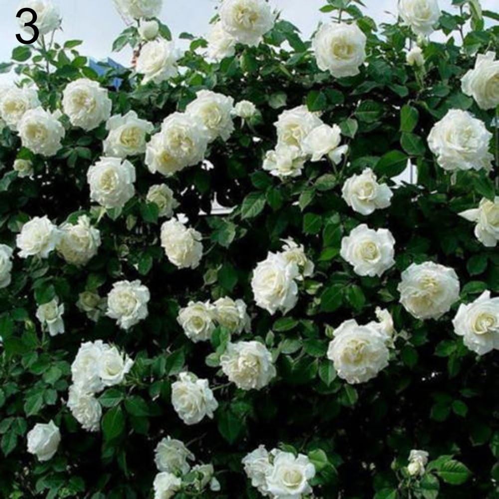 XdiseD9Xsmao 100 Pcs Multicolor Climbing Rose Seeds Flowers Seeds Garden Home Balcony Fences Decor Plants Flowers Garden Yard Ornament Decoration White