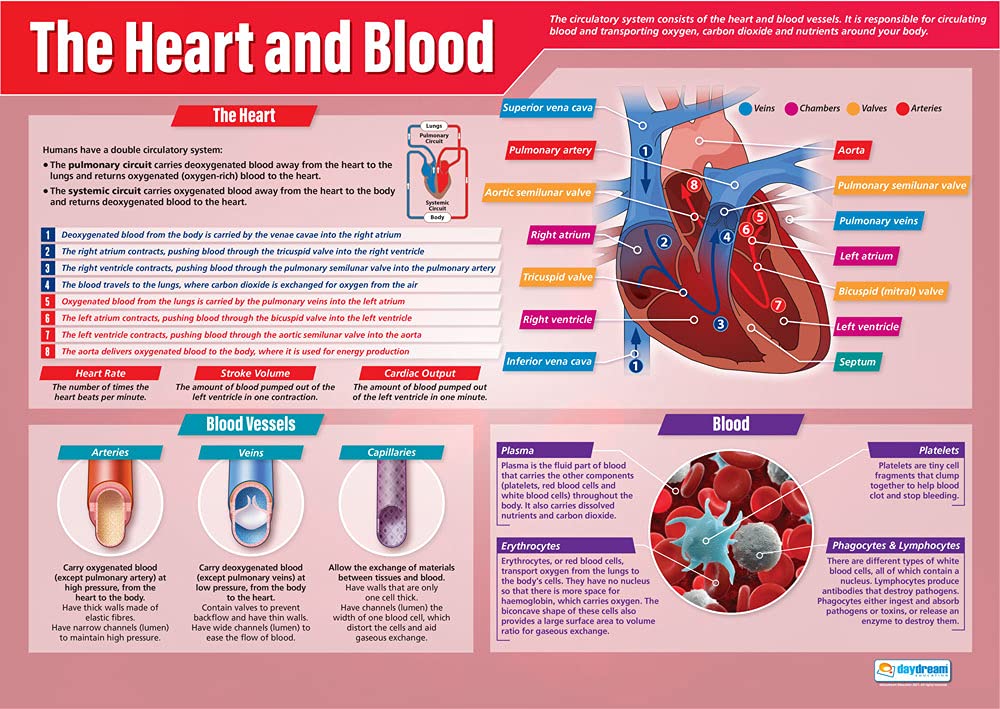 Daydream Education The Heart and Blood Biology Poster - EXTRA LARGE - A1 (850mm x 594mm) - Laminated - Science Secondary School Wall Charts