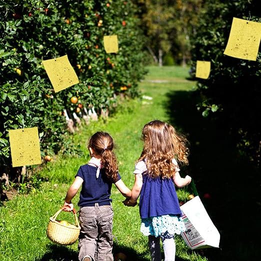 Fulfun Trampas Adhesivas de Doble Cara Amarillas, 25 Pegatinas de ...