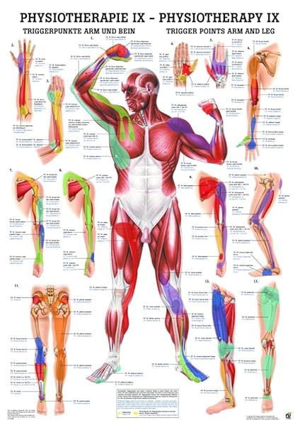 Trigger Points Chart