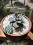 PinMart Green Succulent Flower Enamel Lapel Pin - Trendy Plant Design, Gold Plated, 3/4" Size