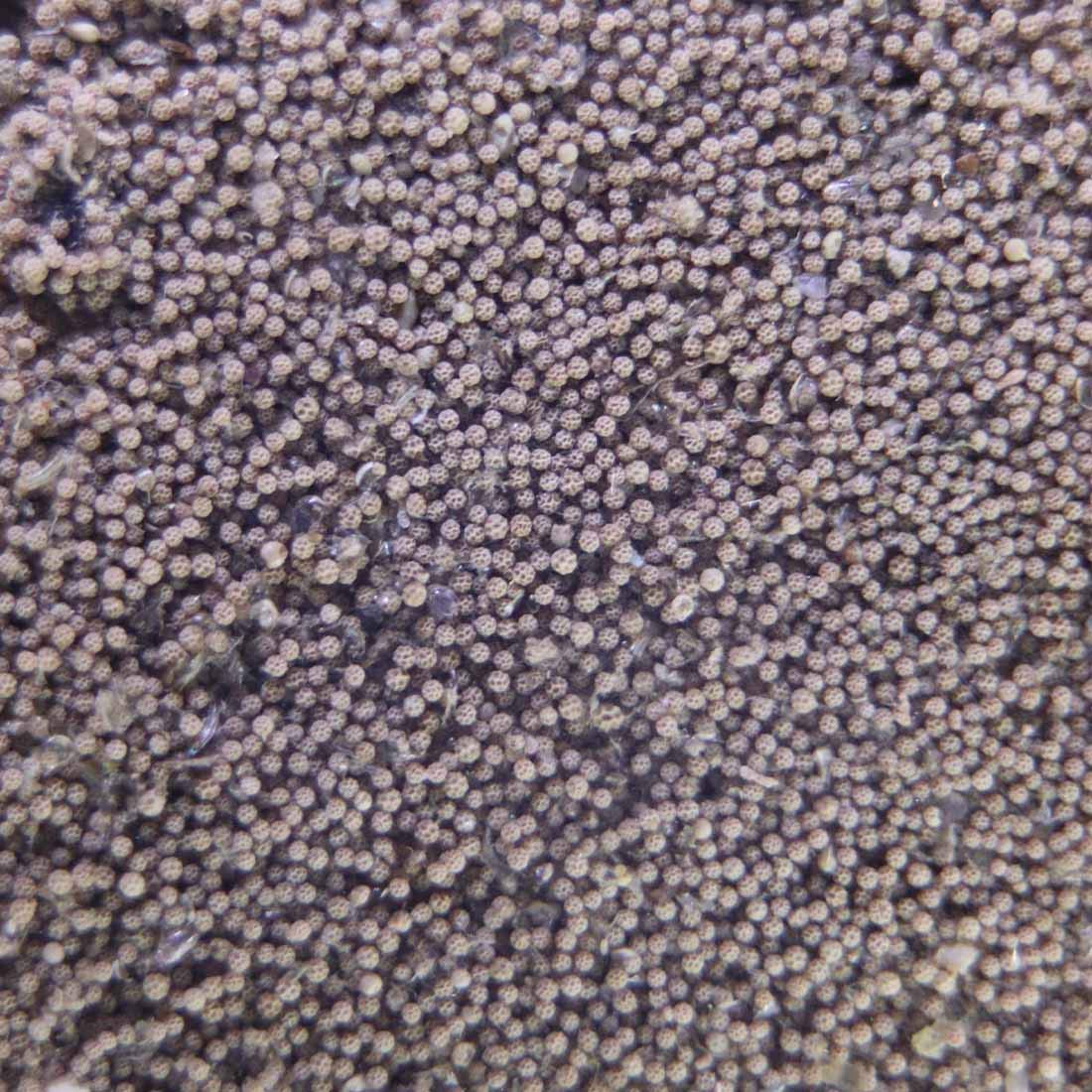 GreenWaterFarm Fairy Shrimp Thailandensis Eggs Live Fish Food for Hatching and Culture Suitable for Feed Betta Fish