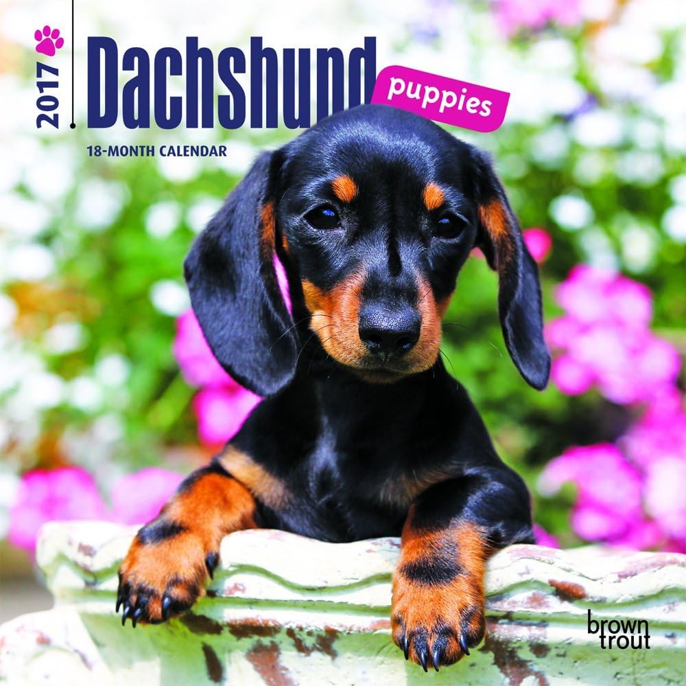 Dachshund Puppies 2017 Mini 7x7