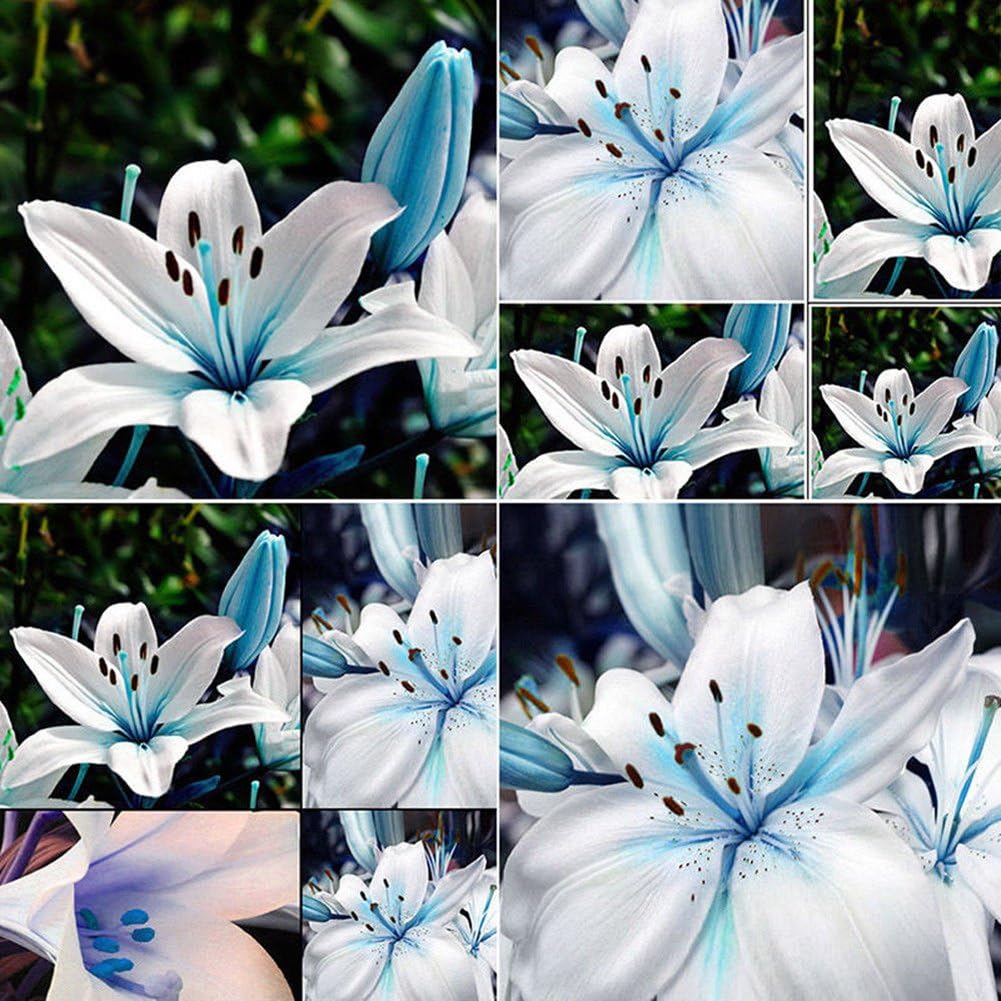 Mosichi 50Pcs Blue Rare Lily Bulbs Seeds Planting Lilium Flower Home Bonsai Garden Decor