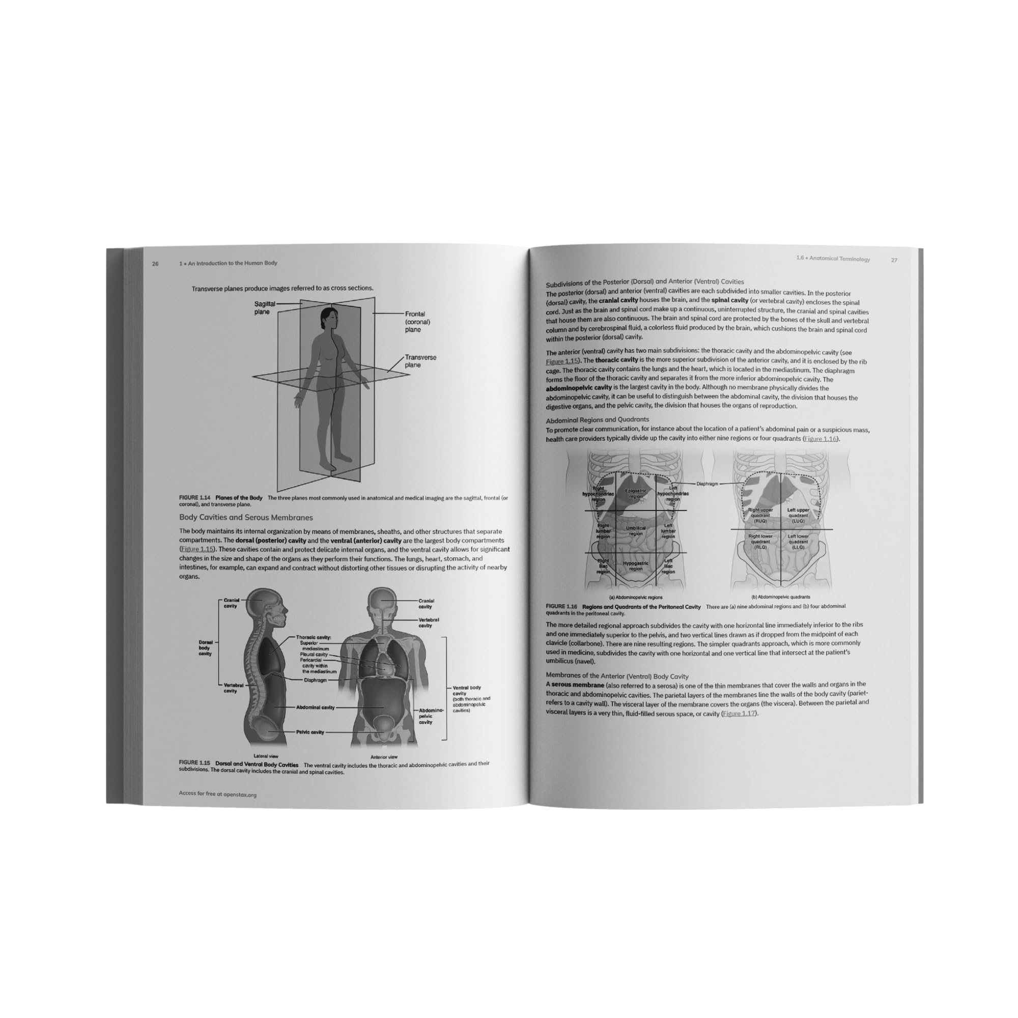 Anatomy And Physiology 2e By OpenStax (Official Print Version ...