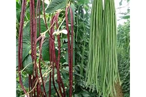 S-PONE 50+ Green or Red Cowpea Yard Long Bean Seeds Yardlong Beans Heirloom Non-GMO Vegetable